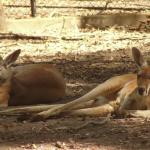 Newcastle - Blackbutt Reserve 